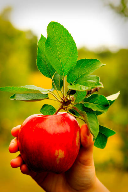 istock Fresh apples in the orchard. 912734758