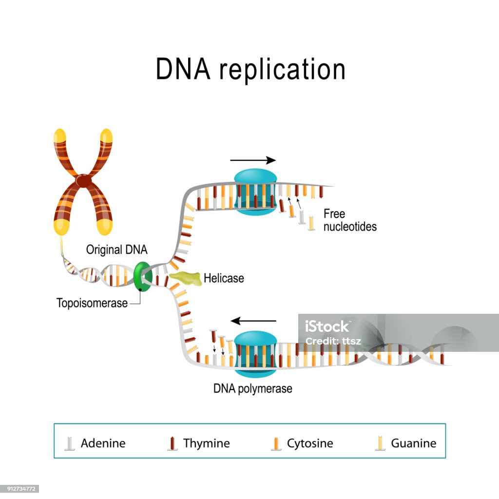 DNA replication. DNA replication. double helix is unwound. Each separated strand acts as a template for replicating a new strand. Free Nucleotides are matched to synthesize the new partner strands into two new double helices. Vector diagram for scientific, medical, and educational use DNA stock vector