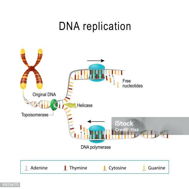 Dna Replication Stock Illustration - Download Image Now - DNA, Repetition, Chromosome