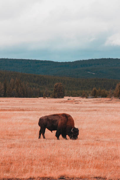 istock Bison in Yellowstone National Park 912735262