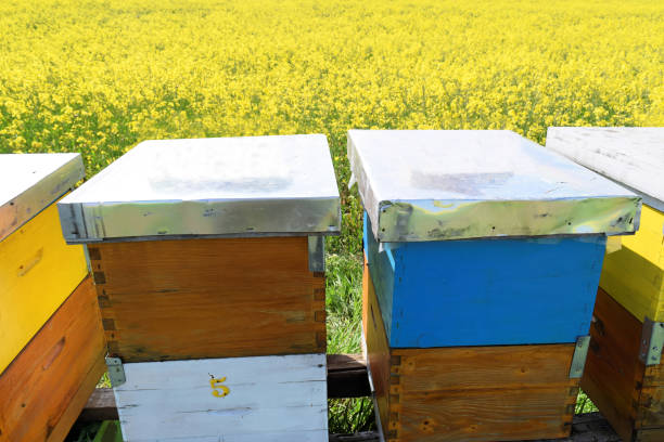 istock Beehives in blooming canola field during springtime 912735268