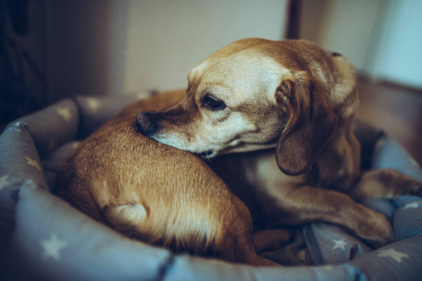 cão que morde as costas - mite allergy - fotografias e filmes do acervo