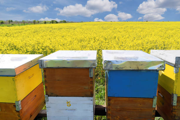 istock Beehives in blooming canola field during springtime 912735464