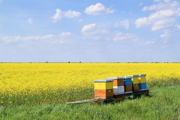 Rapeseed field against blue sky