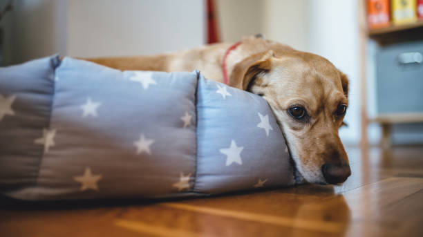 Dog laying down in his bed