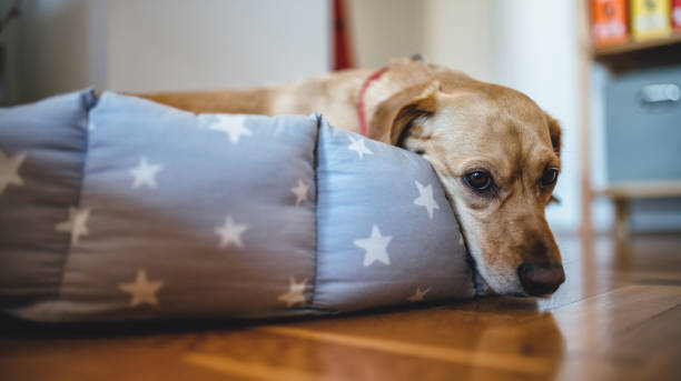 Dog laying down in his bed stock photo