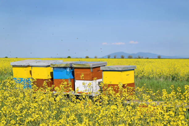 istock Beehives in blooming canola field during springtime 912735658