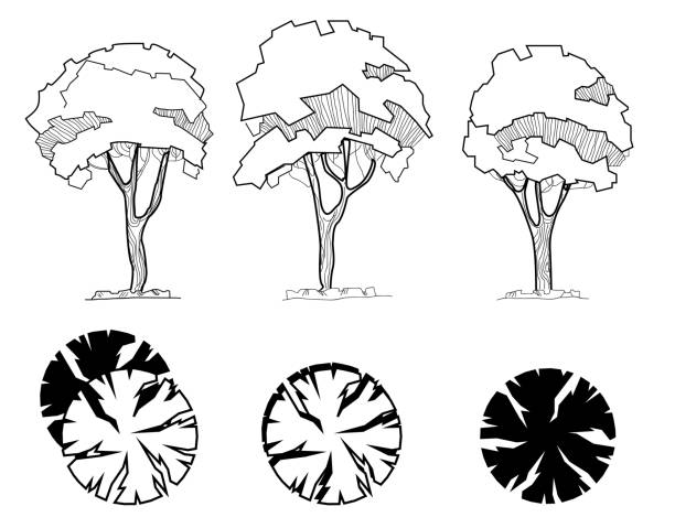 ilustrações de stock, clip art, desenhos animados e ícones de trees for a landscape design. different hand drawn trees isolated on white background, sketch, architectural drawing style trees set. top and front view. - forest road nature birch tree