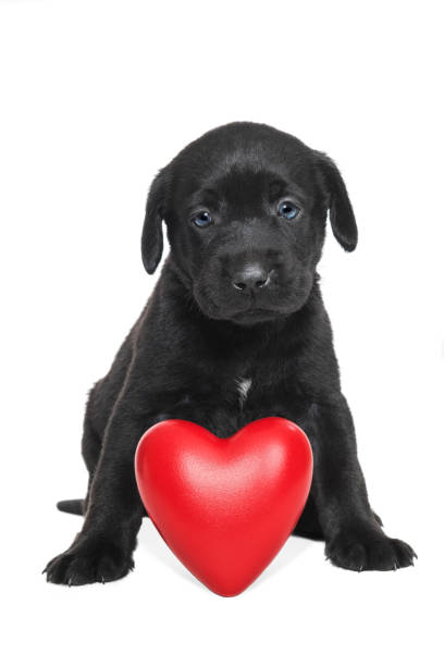 istock A cute Black Labrador puppy sitting down with Red Heart white background - 5 weeks old 912738608