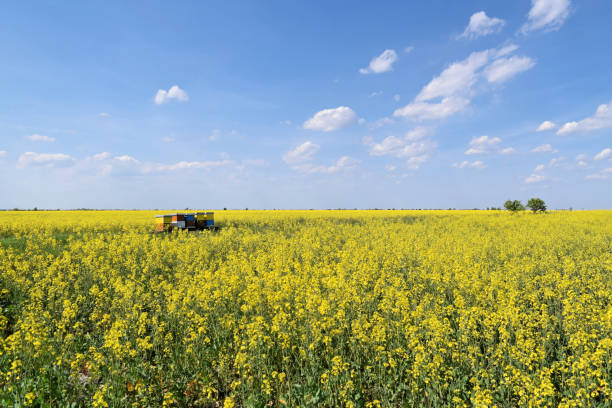 istock Beehives in blooming canola field during springtime 912739244