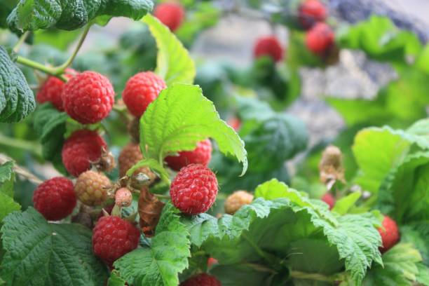 istock Ripe raspberries on the bush 912741756