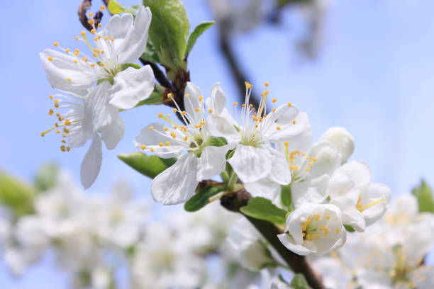 istock Close-up of white plum blossoms 912741820
