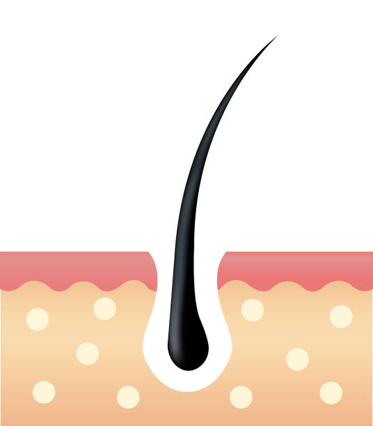 istock hair and scalp vector.Active ingredient treatment deep into hair and scalp 912744778