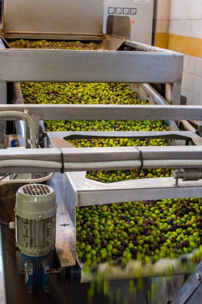 istock Olive oil extraction process in an olive oil press mill in Greece 912744902