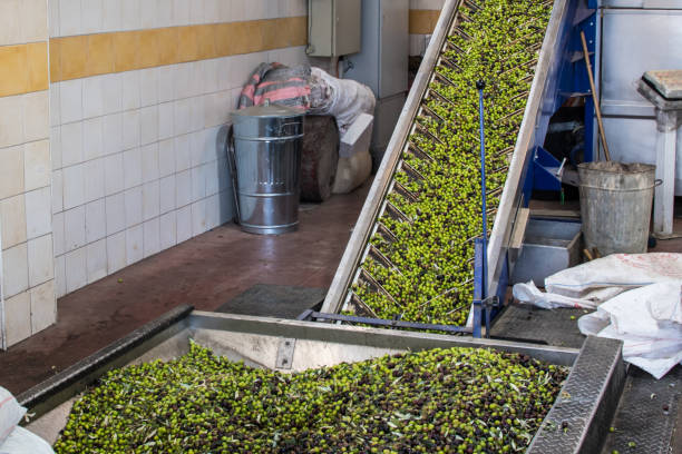 istock Olive oil extraction process in an olive oil press mill in Greece 912744916