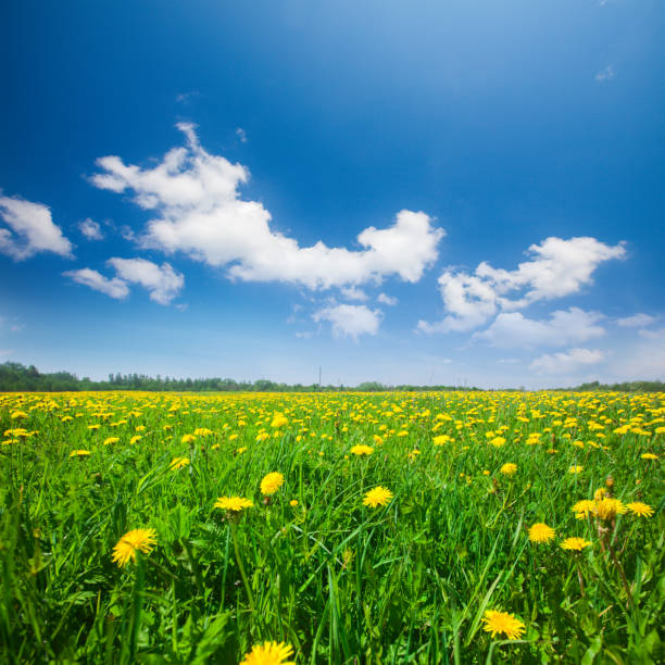 istock Yellow flowers field under blue cloudy sky 912745594