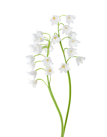 Two flowers isolated on white background. Lily of the Valley