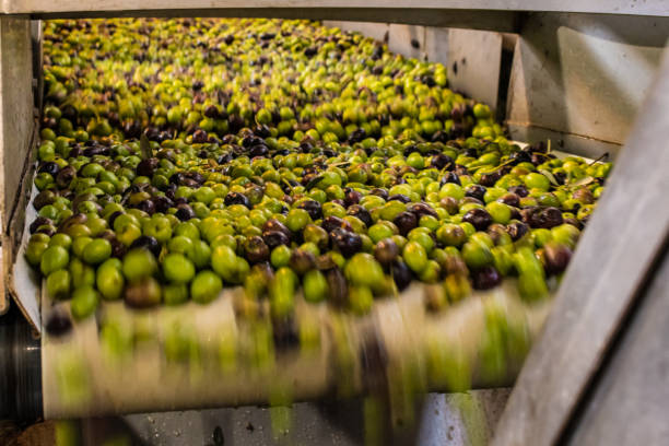 olive oil extraction process in an olive oil press mill in greece - run of the mill imagens e fotografias de stock
