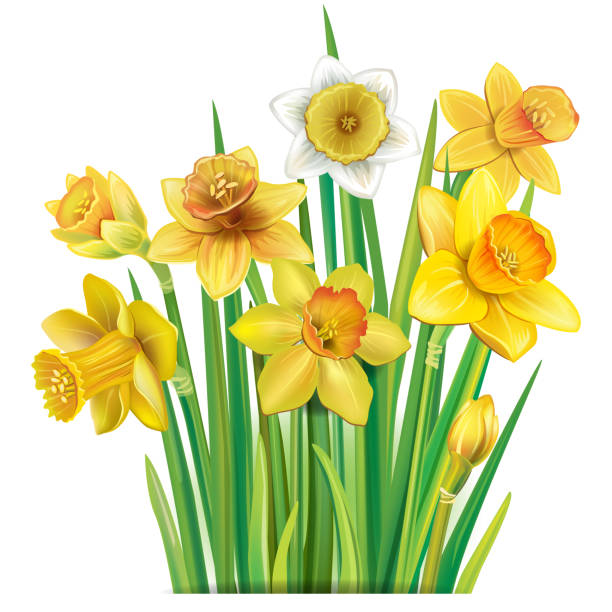 illustrations, cliparts, dessins animés et icônes de bouquet de jonquilles jaunes sur - daffodil bouquet isolated on white petal