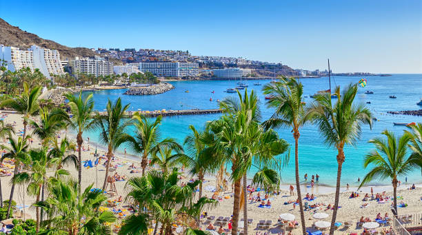 Anfi beach with palm trees Island of Gran Canaria, Spain finch photos stock pictures, royalty-free photos & images