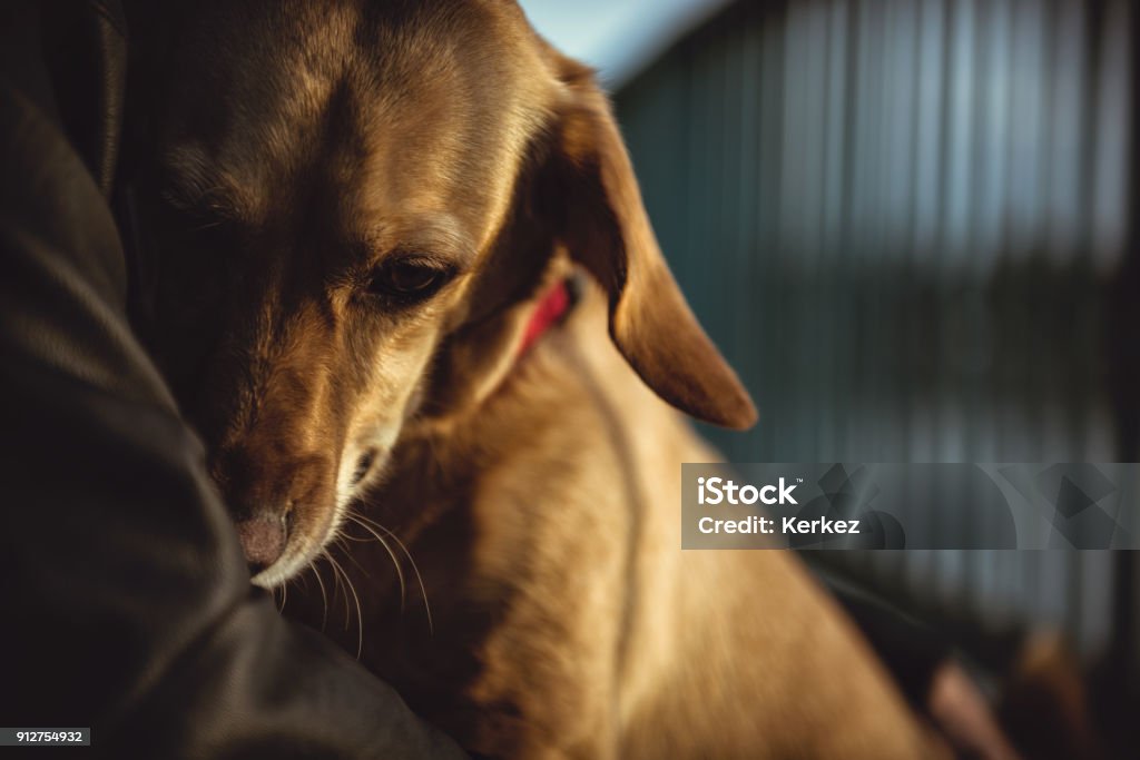 Scared dog sitting in owners lap Scared small yellow dog sitting in owners lap Dog Stock Photo