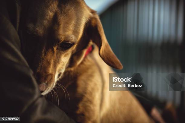 Scared Dog Sitting In Owners Lap Stock Photo - Download Image Now - Dog, Fear, Sadness