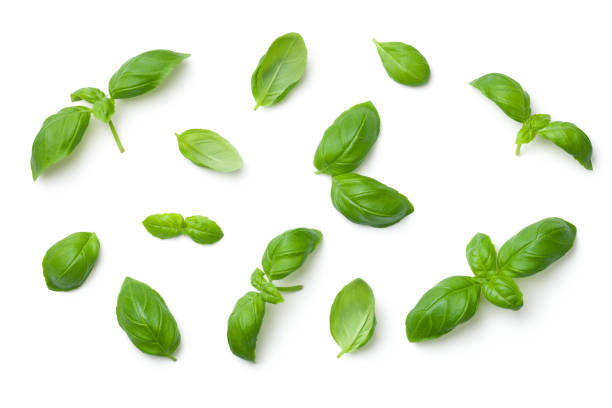 Basil Leaves Isolated on White Background Basil leaves isolated on white background. Top view. Flat lay basil photos stock pictures, royalty-free photos & images