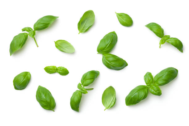 Basil Leaves Isolated on White Background Basil leaves isolated on white background. Top view. Flat lay herbal medicine stock pictures, royalty-free photos & images