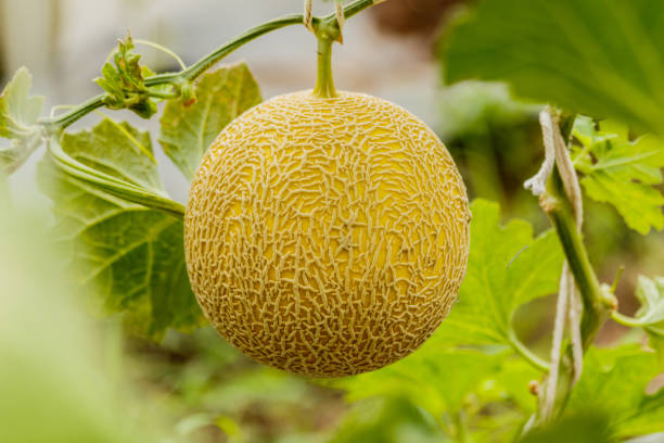istock Yellow Cantaloupe melon growing in a greenhouse. 912758016