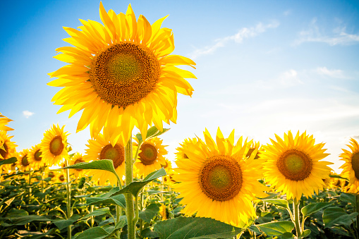 Sunflower field summer landscape