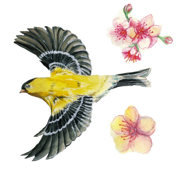 watercolor drawing seamless pattern on the theme of spring, heat, illustration of a bird of a sparrow-like fleet of Orioles flying, with open wings, feathers, with yellow plumage, hyperrealism, with cherry blossoms, pink flowers and buds, for creating pos watercolor drawing seamless pattern on the theme of spring, heat, illustration of a bird of a sparrow-like fleet of Orioles flying, with open wings, feathers, with yellow plumage, hyperrealism, with cherry blossoms, pink flowers and buds, for creating postcards, stamps, business cards, emblem hyperrealism stock illustrations