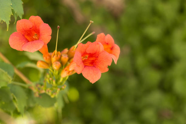Small red flower on the green branch. Blur