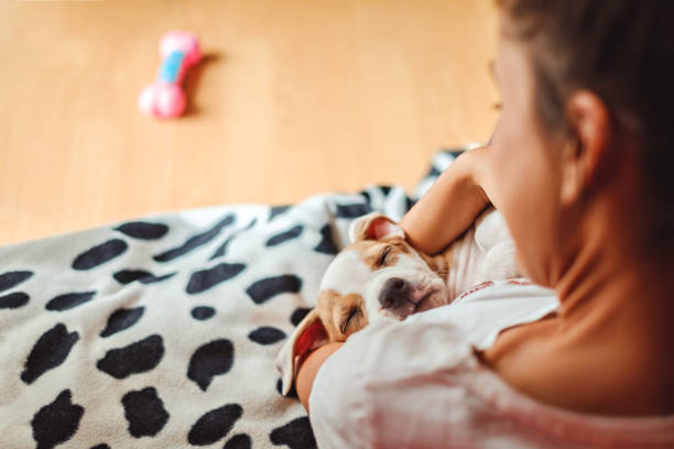 istock Girl holding sleeping puppy 912772554