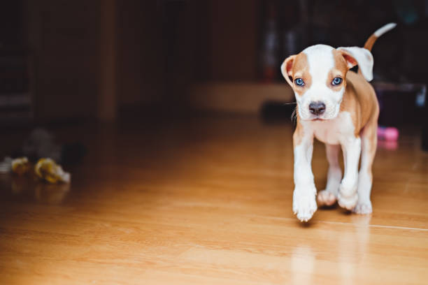 istock Puppy running in the house 912772614