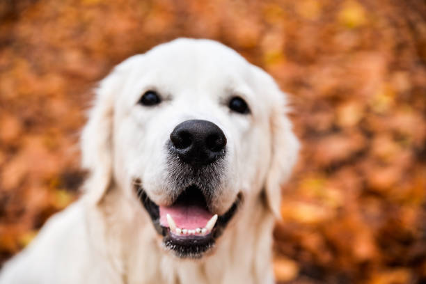 istock Golden Retriever's nose closeup 912773066