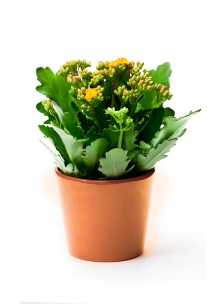 istock Flaming  Katy plant in pot isolated on white background 912773134