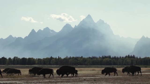 Forest fire smoking silhouetted bison herd Grand Tetons National Park Wyoming