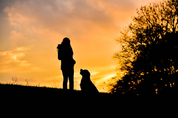 istock Girl with her golden retriever training and playing at sunset 912779302