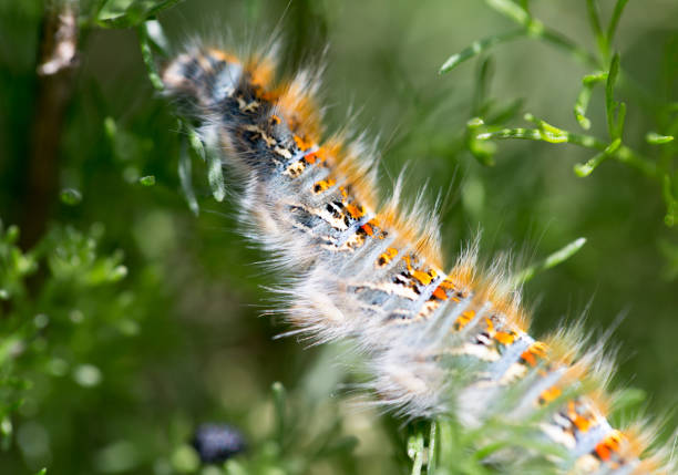 istock caterpillar on a plant in the nature. macro 912780146