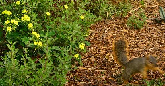 A squirrel running away from the flower garden and say \