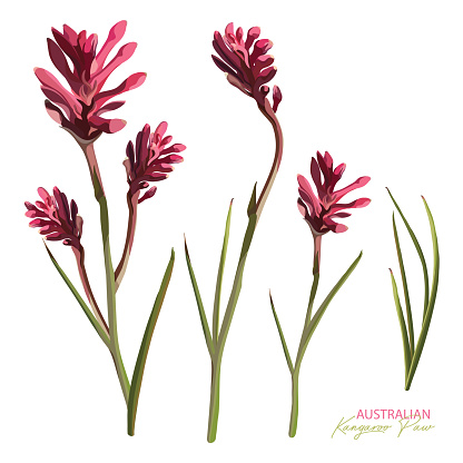 Australian Native flower Pink Kangaroo Paw realistic Vector