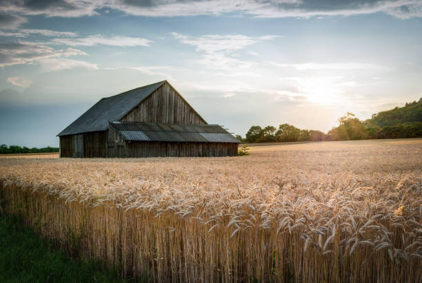 istock Abandoned Shack in the Field 912789236