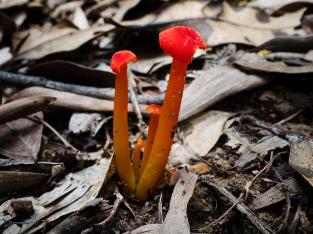 istock Mycena sp. Fungi 912790640