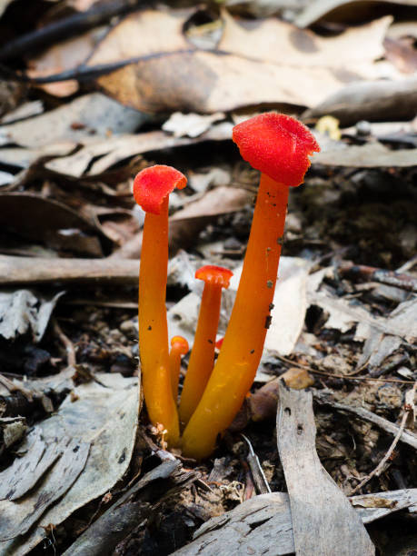istock Mycena sp. Fungi 912793176