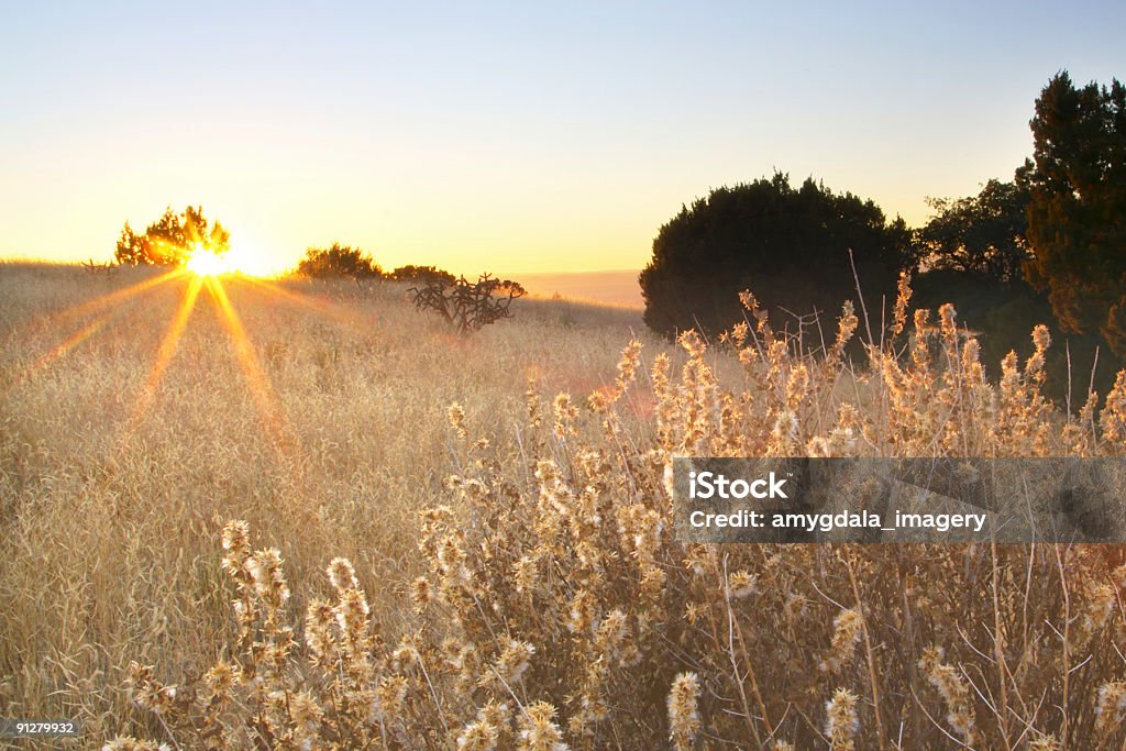 sunset meadow 風景 - オレンジ色のロイヤリティフリーストックフォト