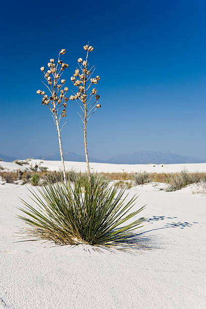 yucca elata - single flower flower desert new mexico fotografías e imágenes de stock