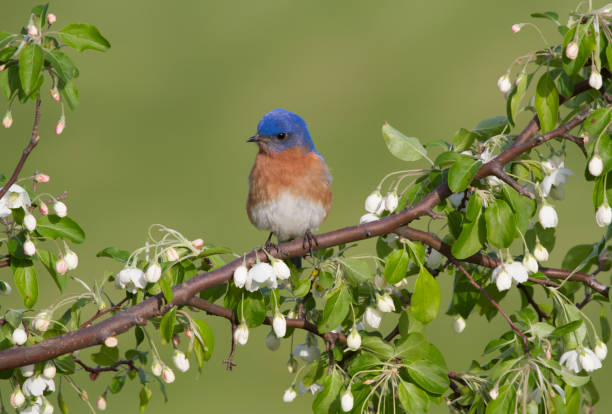Male Eastern Bluebird Perched in White Blossoms