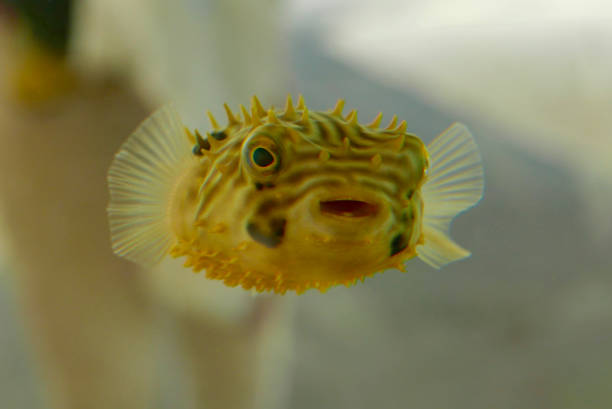 Stellate puffer Arothron meleagris at coral reef in the sea
