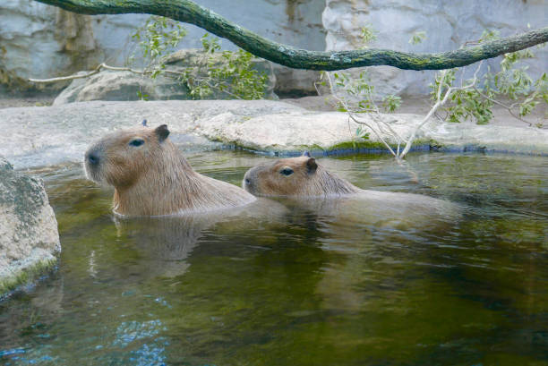 istock Capybara animals in the water 912812242