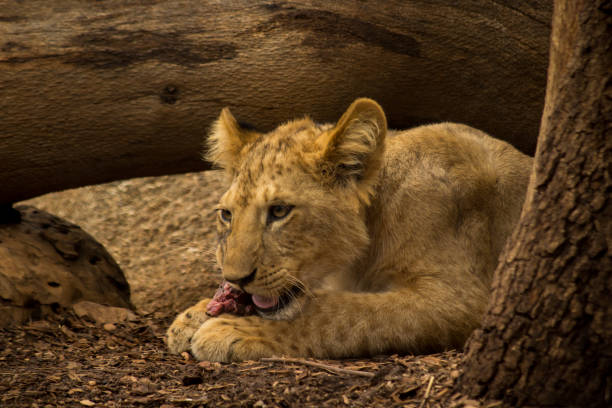 istock a young lion cub chewing on meat 912812466